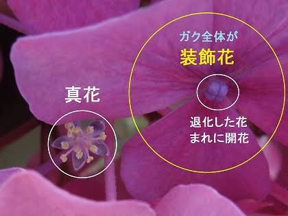 紫陽花の本当の真花とは 広島県安芸郡 フラワー教室 オーダーフラワーのla Rose Blanche